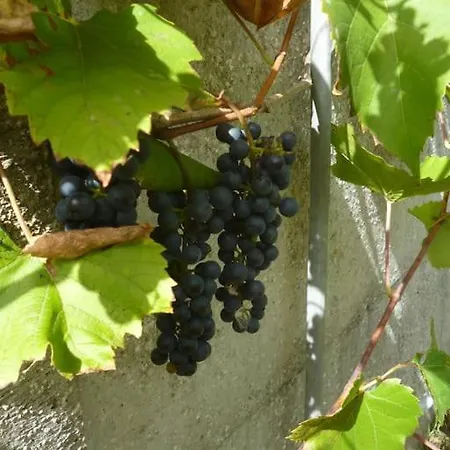 Cocon Des Marais * Villeneuve-en-Retz